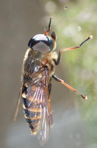 Réf. 324 480 : Tabanus sudeticus
